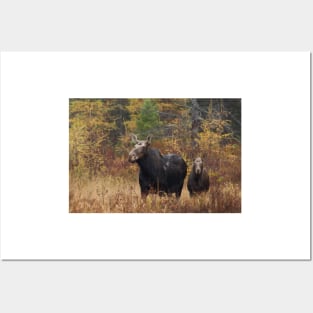 Moose - Algonquin Park, Canada Posters and Art